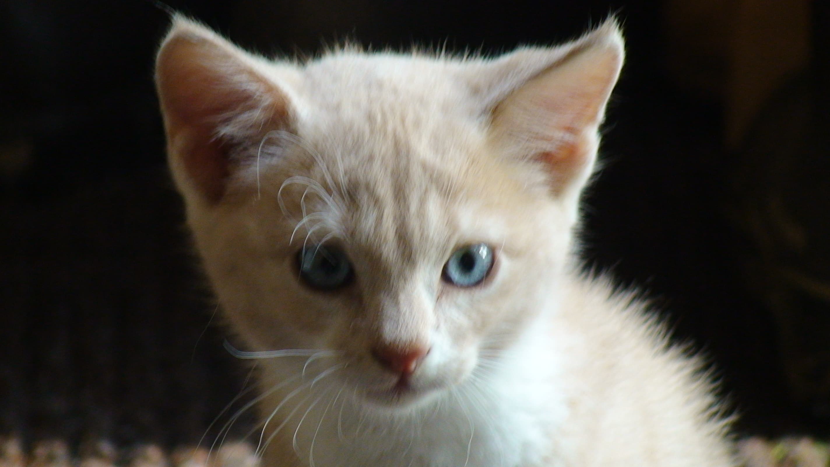 Katten, döden och kärleken