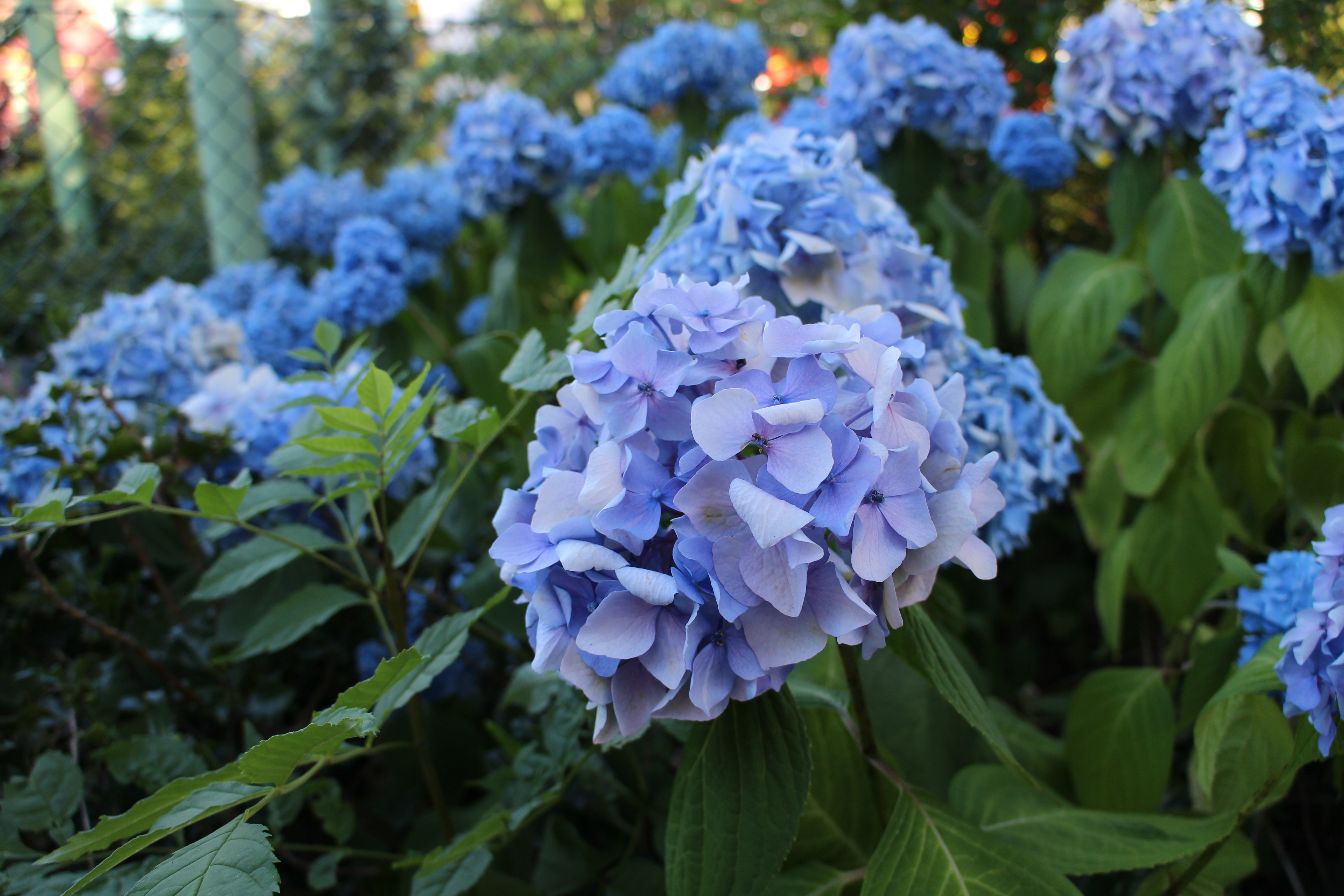 blommor 3